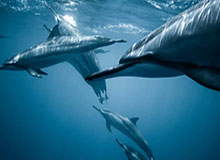 开云体育移动版-【体坛篮球秀】2020-21赛季NBA大前瞻之西南区